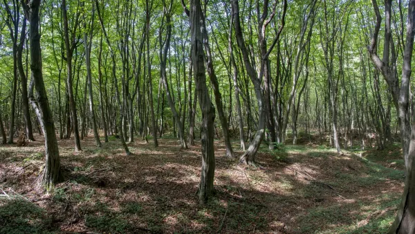 Piano di gestione forestale: tutela del territorio e sviluppo