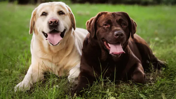 "Sponsorizzare Mi fido di te un atto di amore verso gli animali"