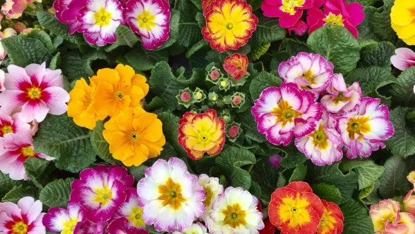 In Bct è sempre poesia