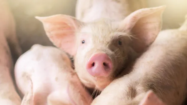 Inflazione di ottobre: sale il maiale, cala il vitello